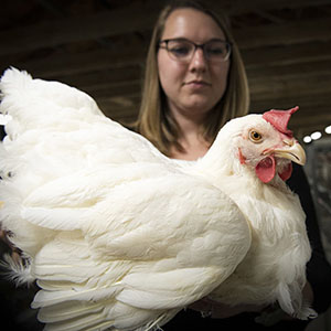 In Search of a More Water Efficient Chicken