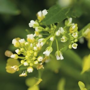 Domestication of a cover crop for potential economic and environmental benefits