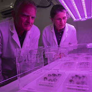 Lunar Plants Research Documentation, Wednesday April 28th, 2021.