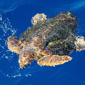 Shifting ocean closures best way to protect animals from accidental catch