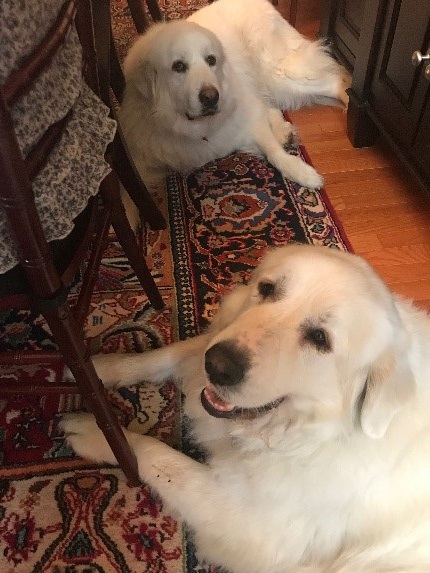 Photo of Karen's dogs