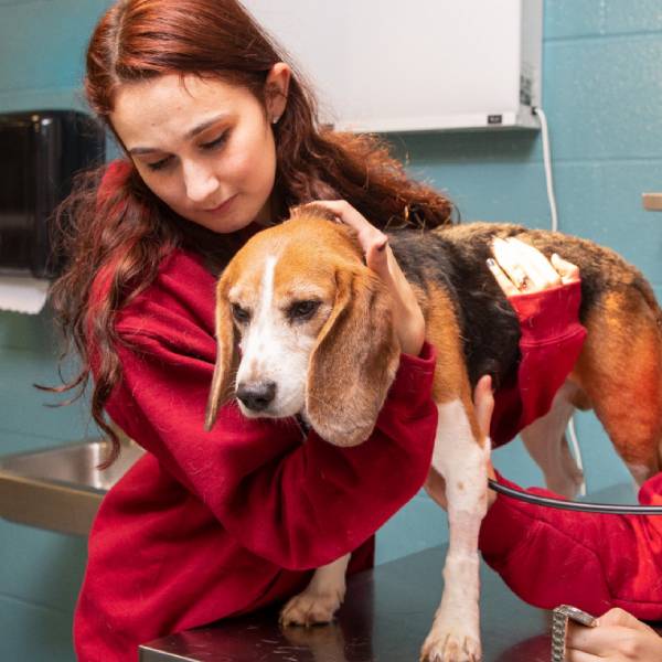 University of Massachusetts Amherst Mount Ida Vet Tech Program