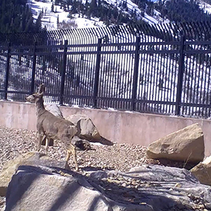 Safe Crossings: Wildlife Overpasses Connect Habitat and Save Lives